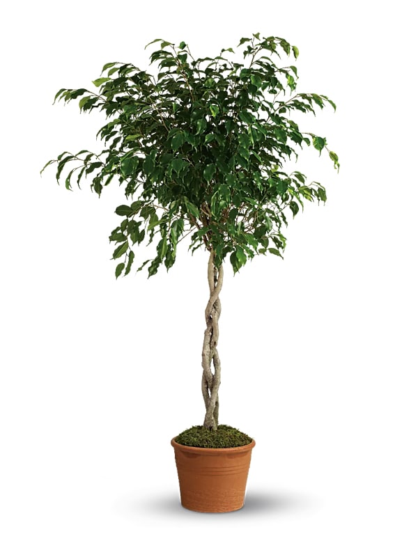 Ficus Tree